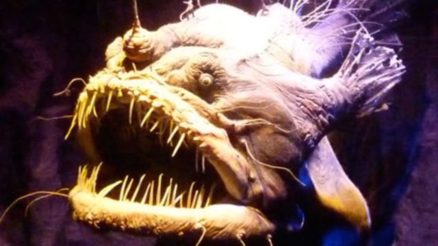 Anglerfish 2