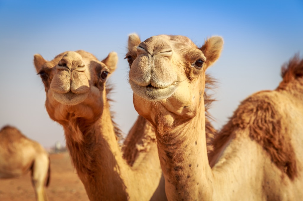 Camels in desert