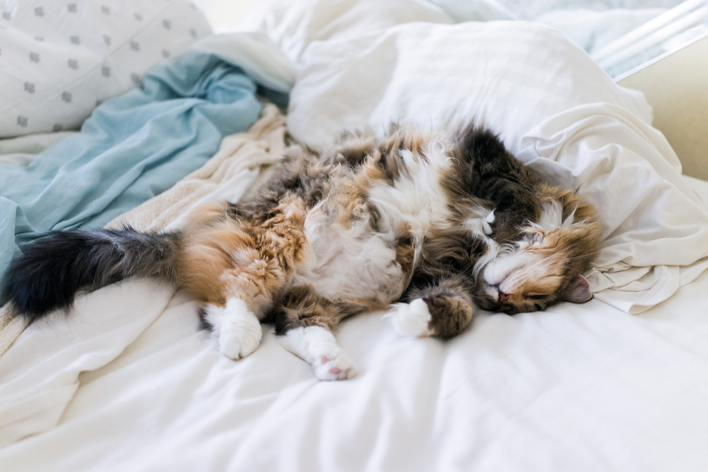 Cat Showing Tummy 