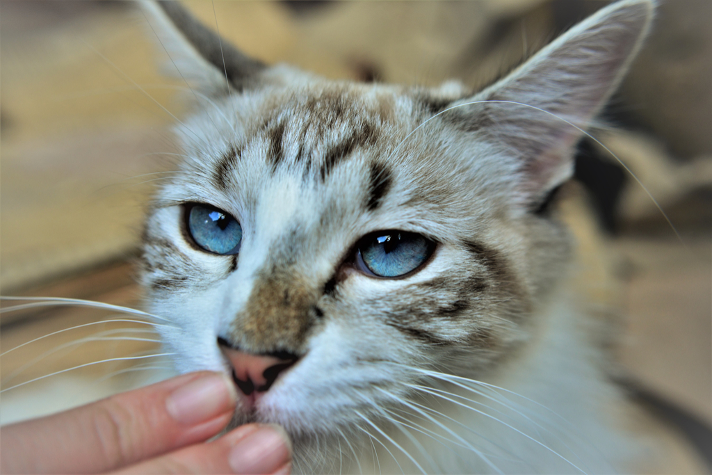 Cat Smelling