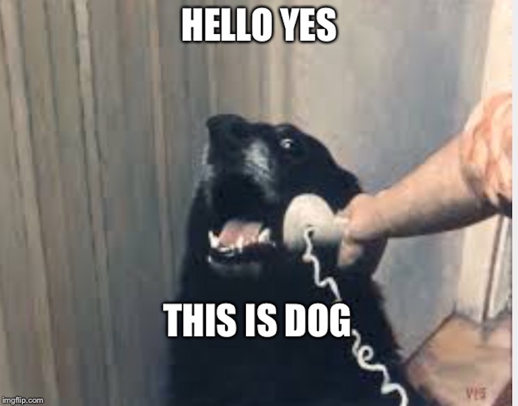 dog work