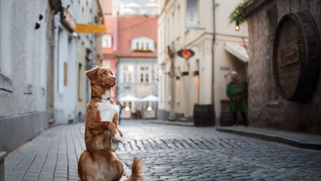 Dog, travel