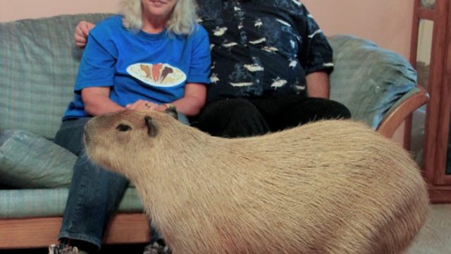 Gary the Pet Capybara Craziest Pets