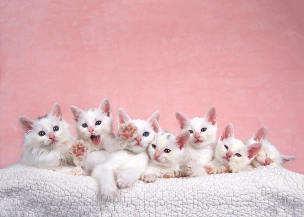white kittens cats
