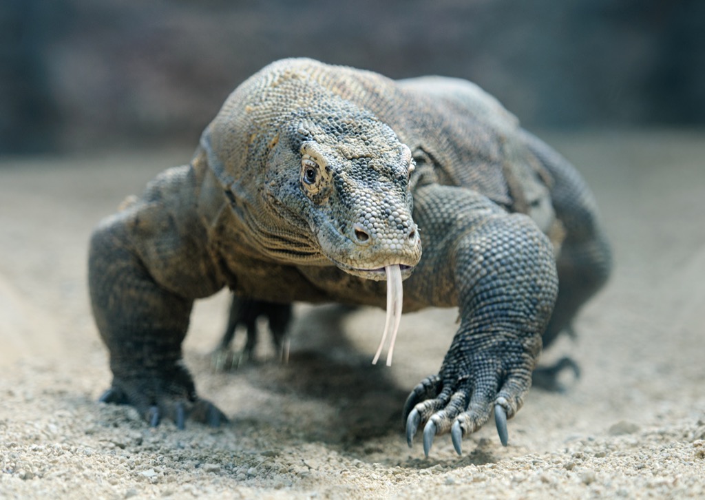 Indonesia Komodo Dragon national animals