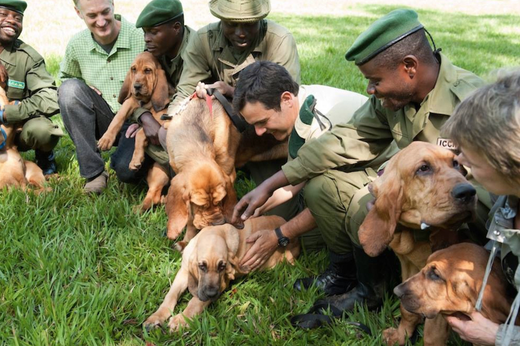 Bloodhounds Ending Poaching Animals Who Are Real-Life Heroes