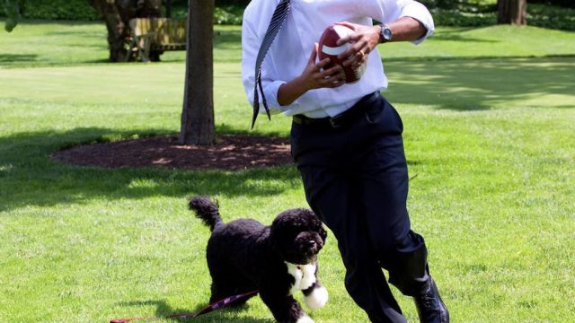 Bo Obama Pets Living the Good Life