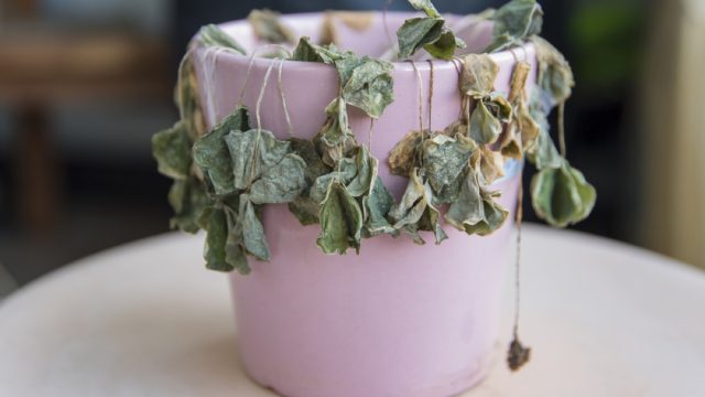 potted plant things no woman over 50 should own