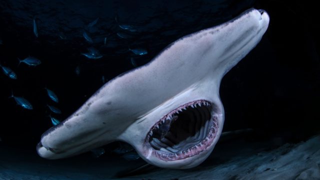hammerhead shark