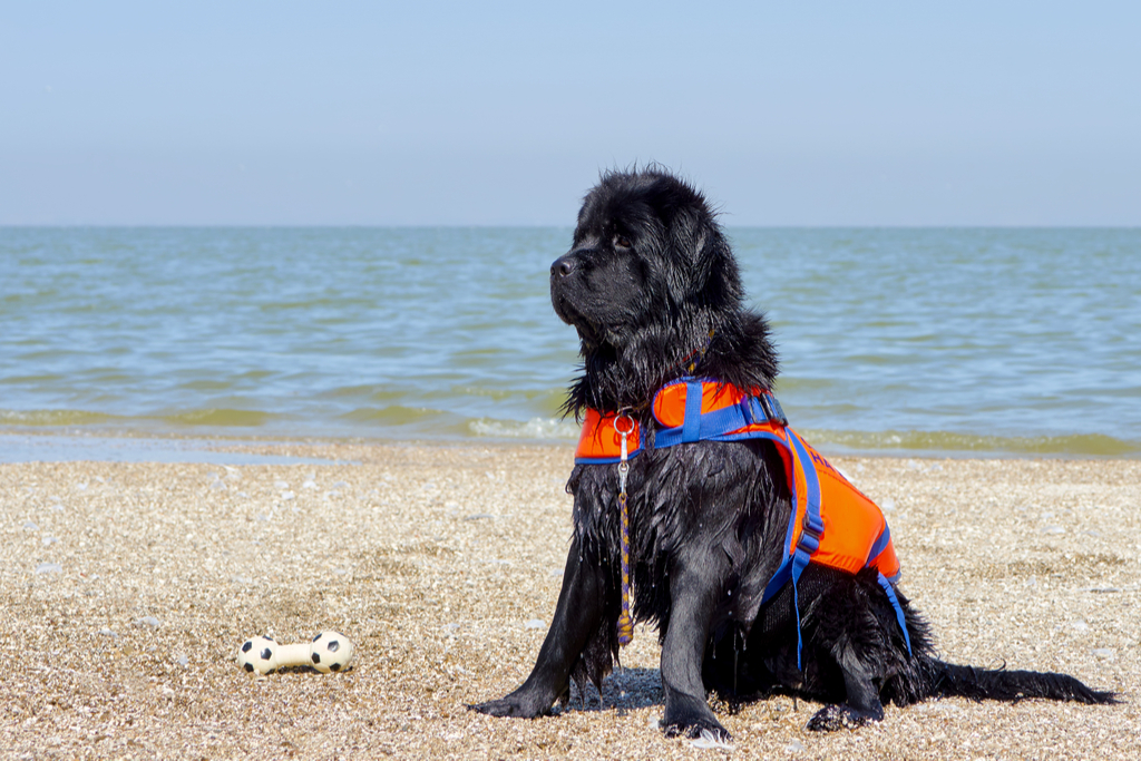 Newfoundland Tang Animals Who Are Real-Life Heroes