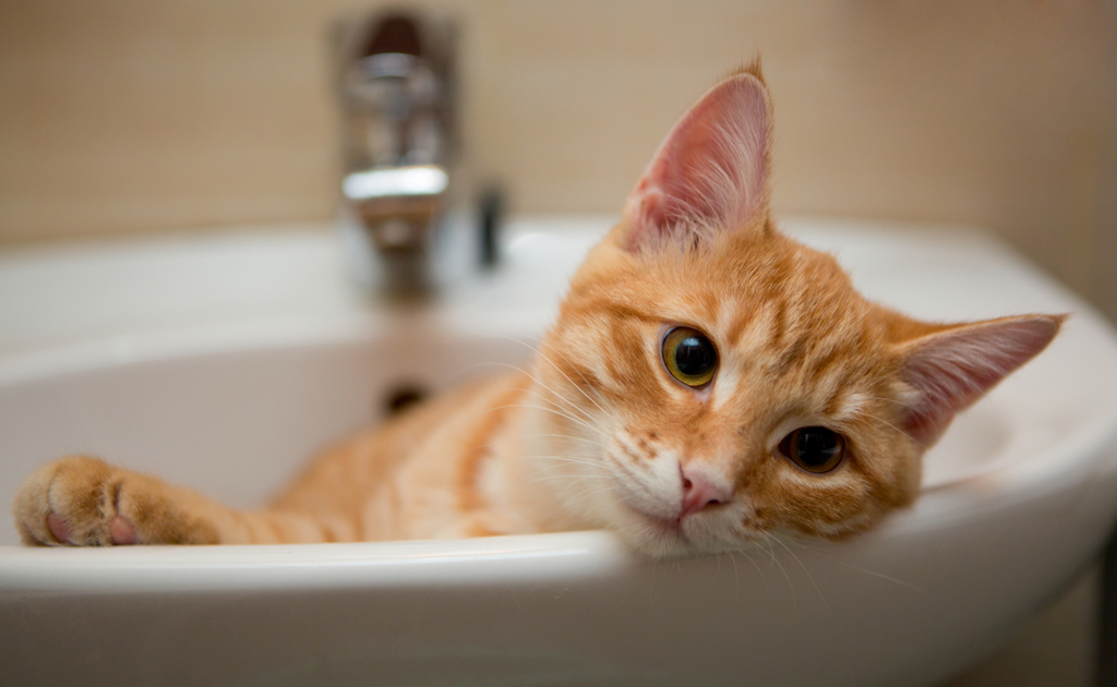 Orange and White Tabby Cat Animals Who Are Real-Life Heroes