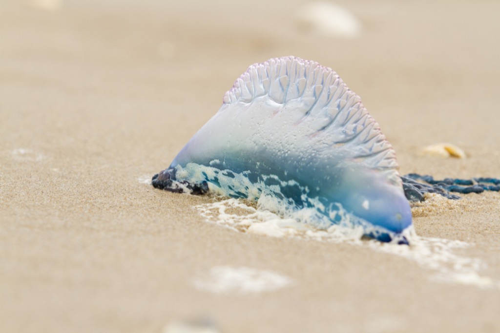 Portuguese Man O War Sea Creatures That Sting