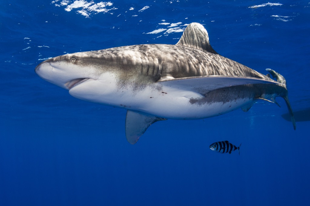 pregnant shark 