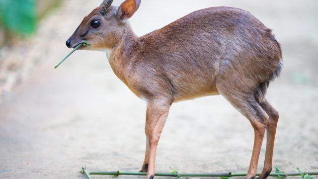 Royal Antelope Smallest Animals