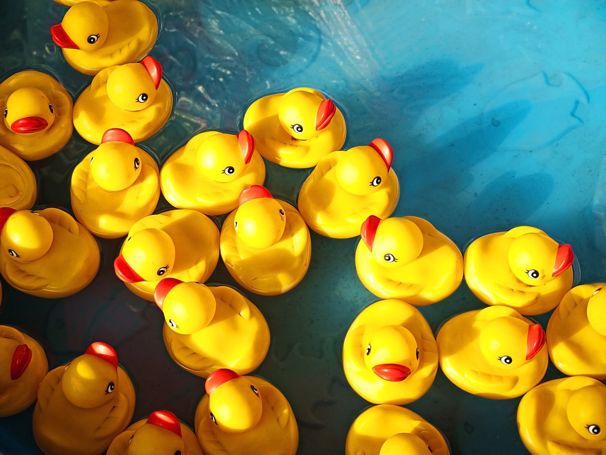 Rubber ducks floating in water