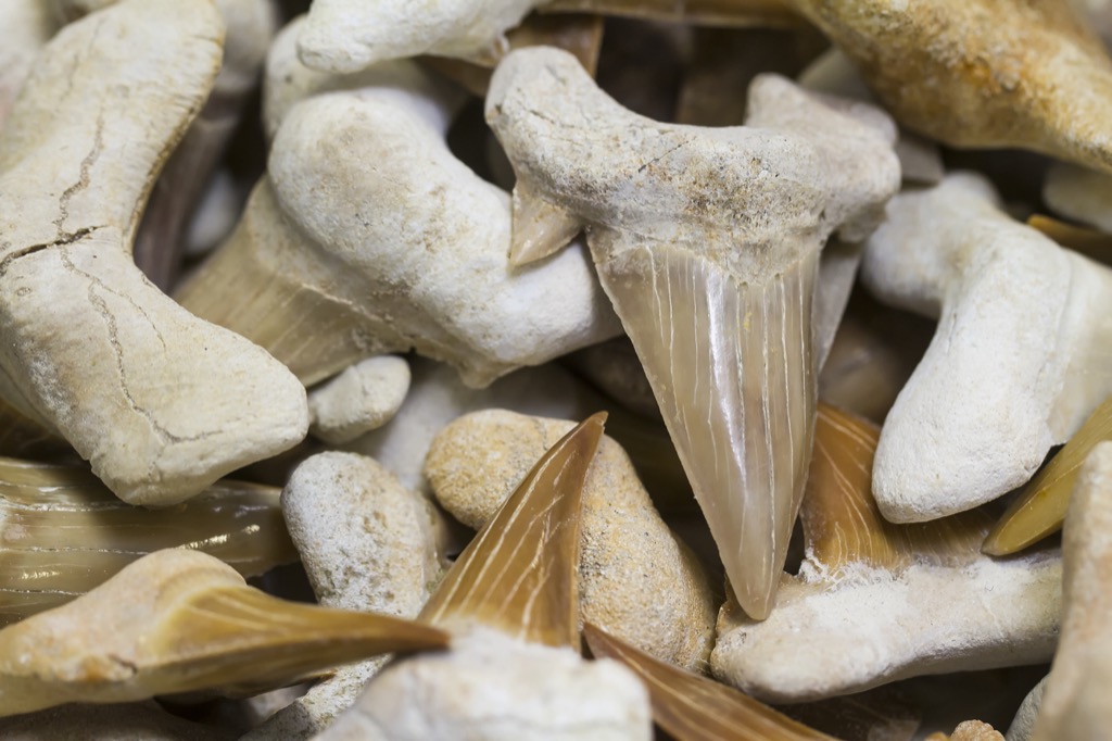 shark teeth