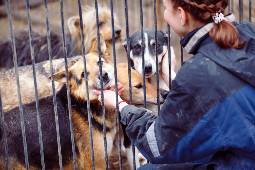 Dogs in animal shelter