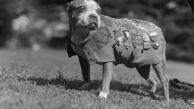 Stubby World War I Animals Who Are Real-Life Heroes