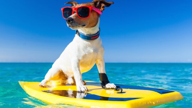 dog on surfboard wearing sunglasses