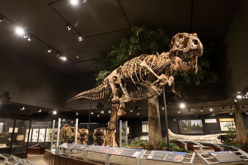 Tyrannosaurus Rex dinosaur skeleton in museum
