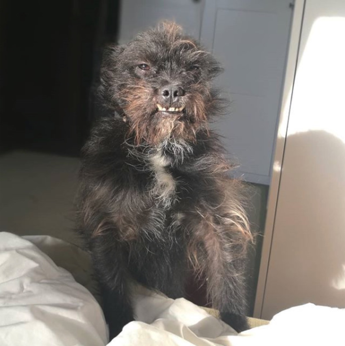 Töki Kutya ugly dog