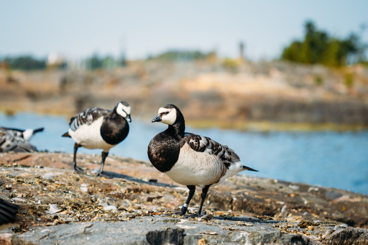 barnacle geese in finland, amazing facts