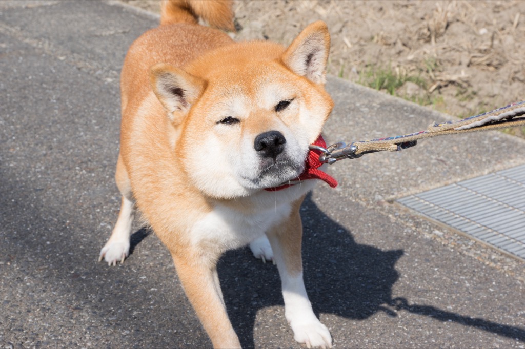 Dog is stubborn and refuses to go on walk