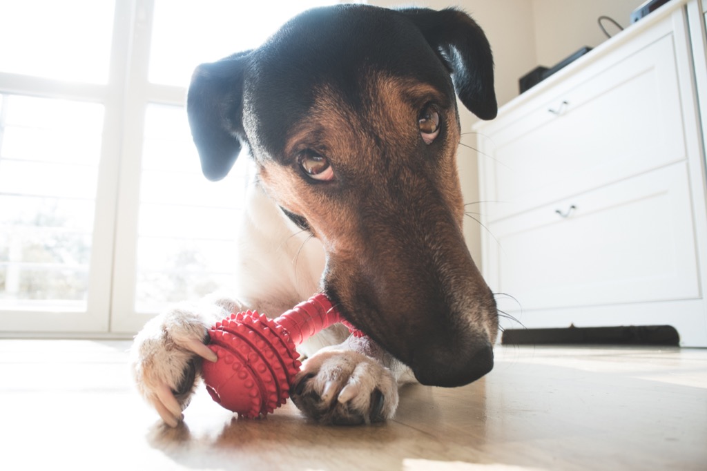 Dog chewing on his toy toy