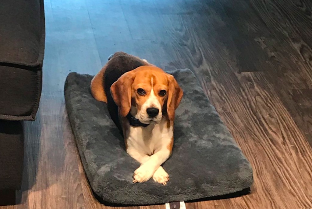dogs "where have you been" face