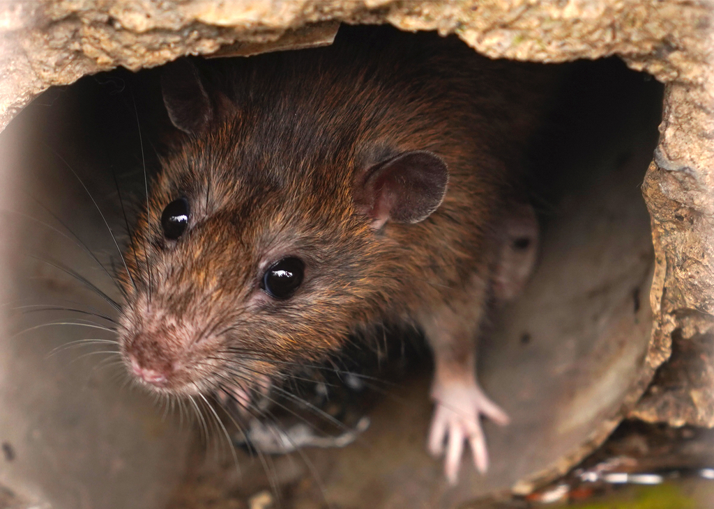 Rat in Sewer