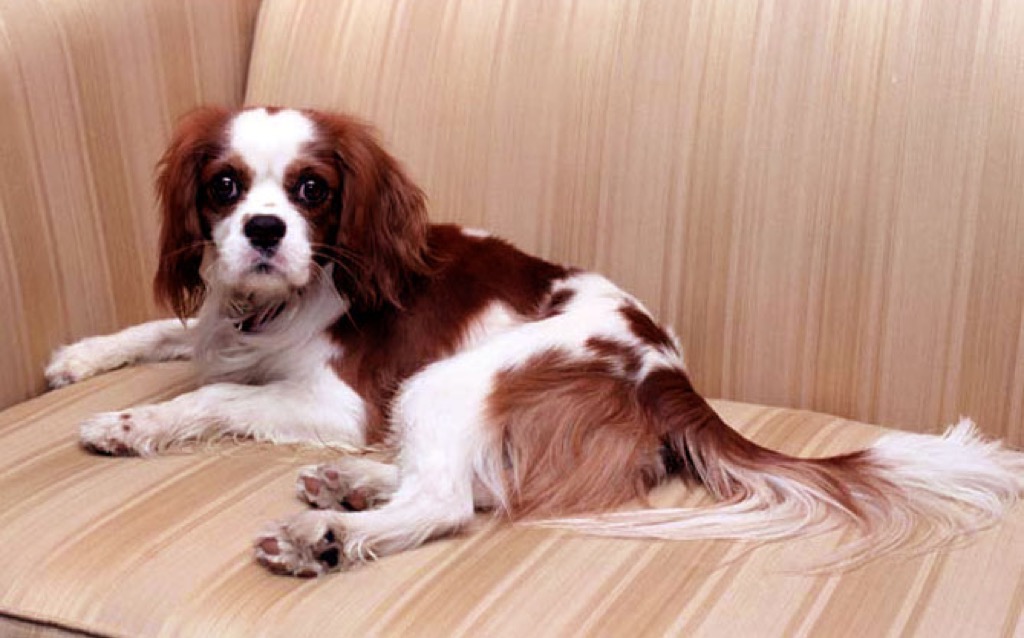Ronald Reagan's dog, Rex