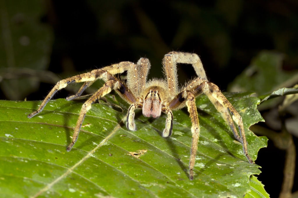 Brazilian Wandering Spider - deadliest animals