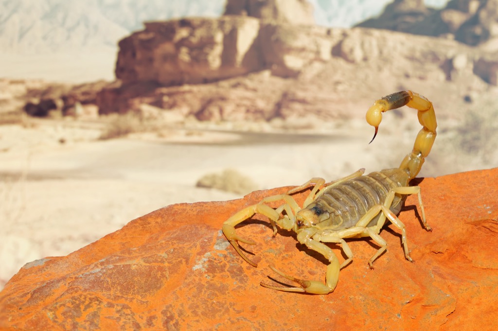 Deathstalker - deadliest animals