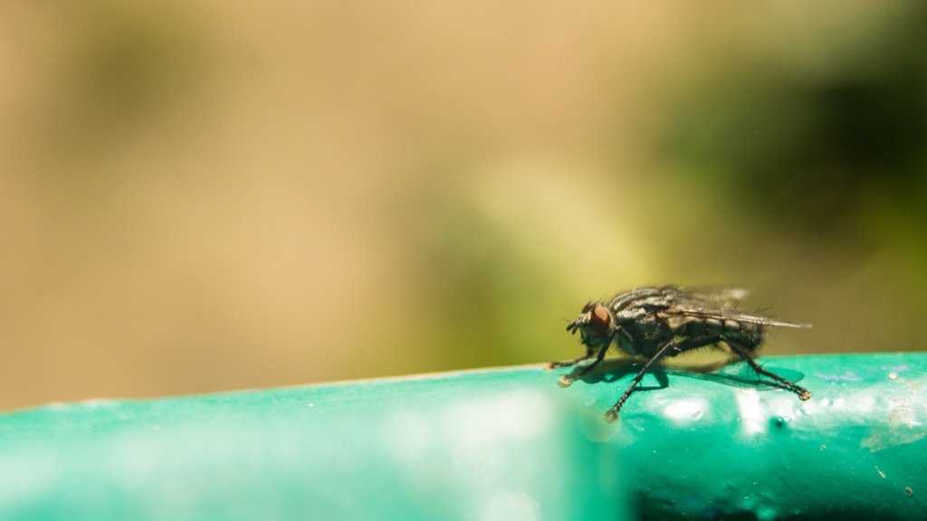 Tsetse Fly - deadliest animals