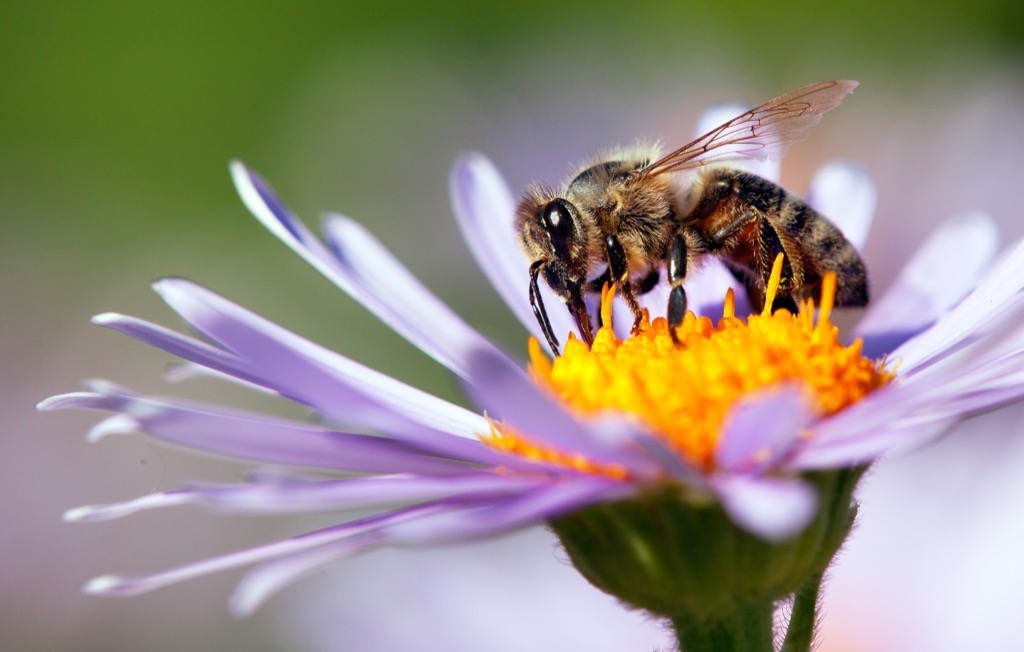 Honey Bee - deadliest animals