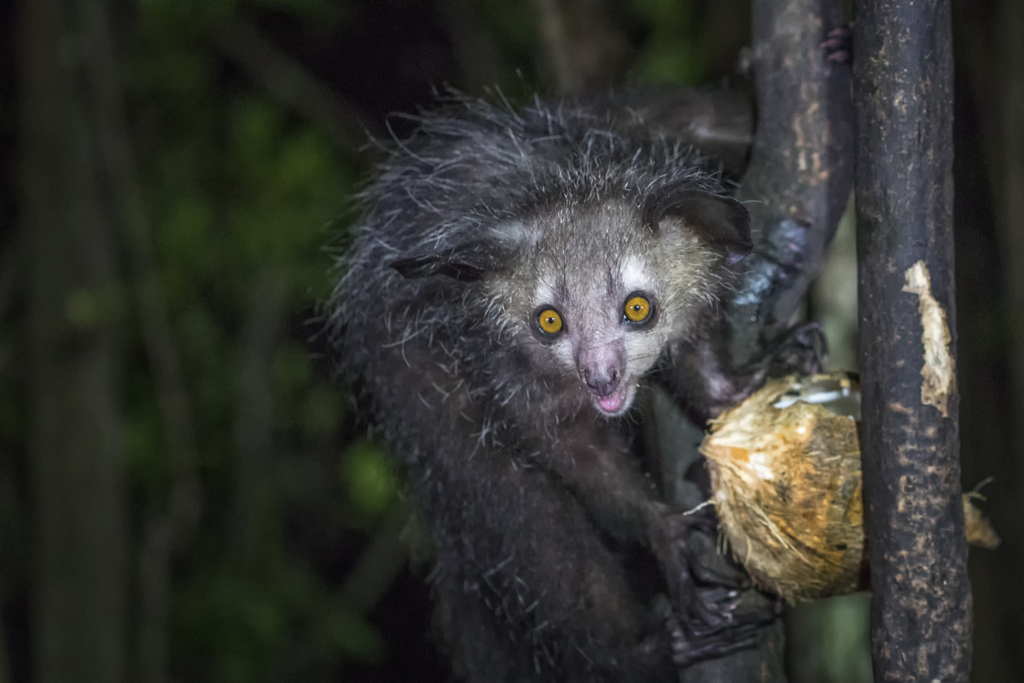 Aye-Aye Crazy Critters