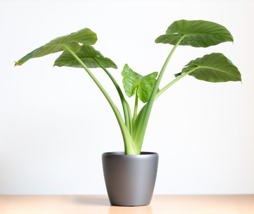 elephant-ear-plant