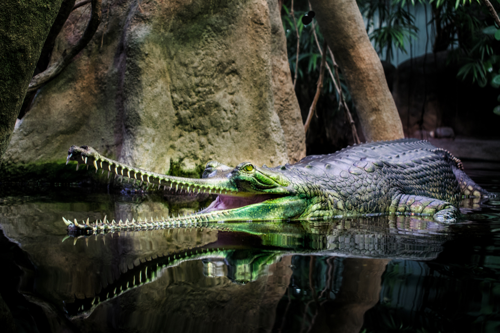 Gharial Crazy Critters