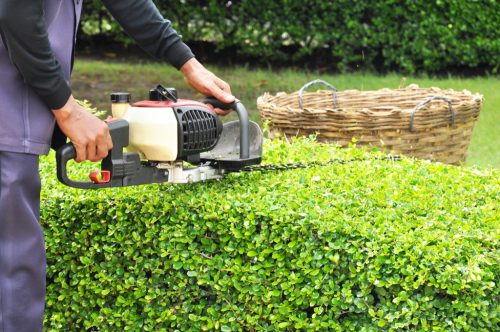 Man Trimming Shrubs