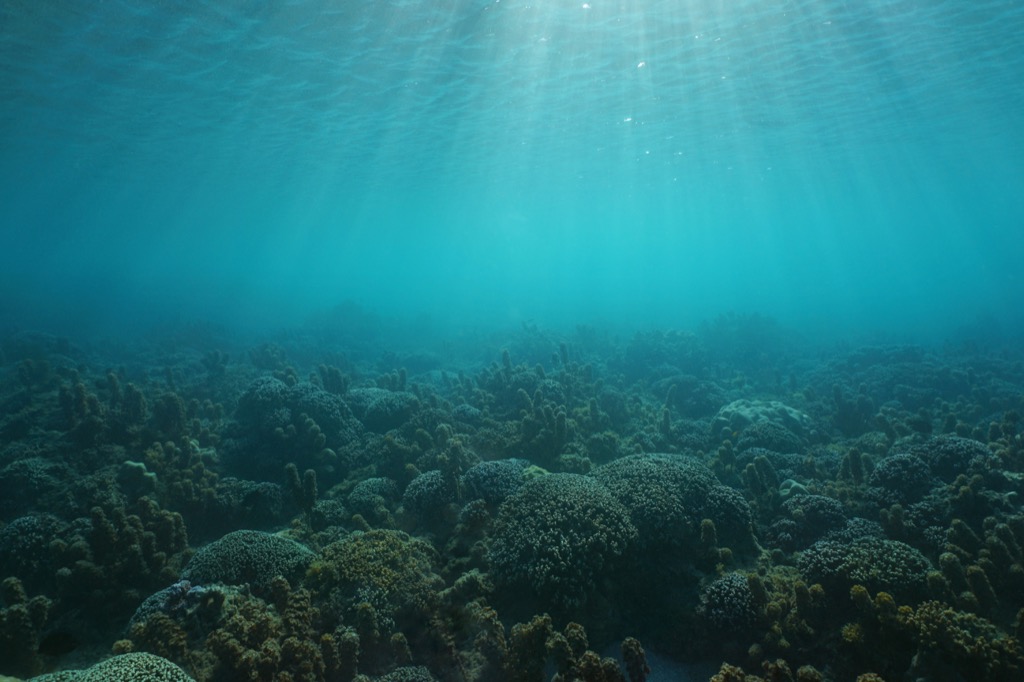 bottom of the ocean National Geographic bee questions