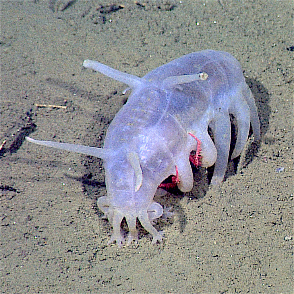 Scotoplanes Sea Pig Crazy Critters