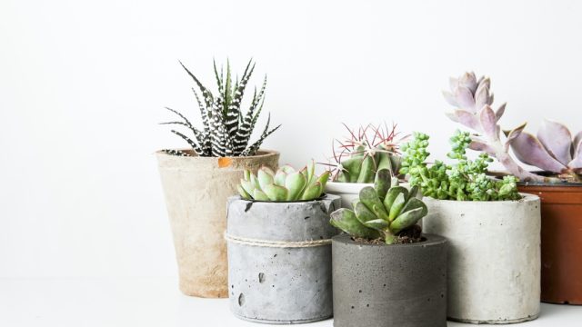 indoor plants succulents