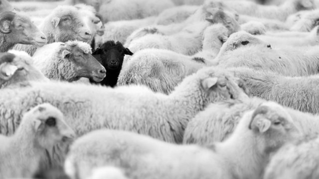 black sheep in a field of white sheep