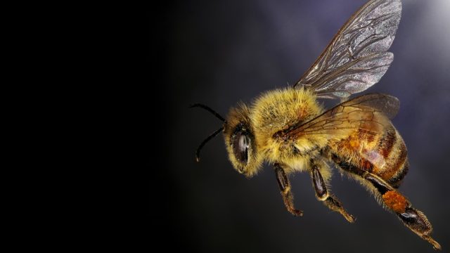 honey bee close up shot