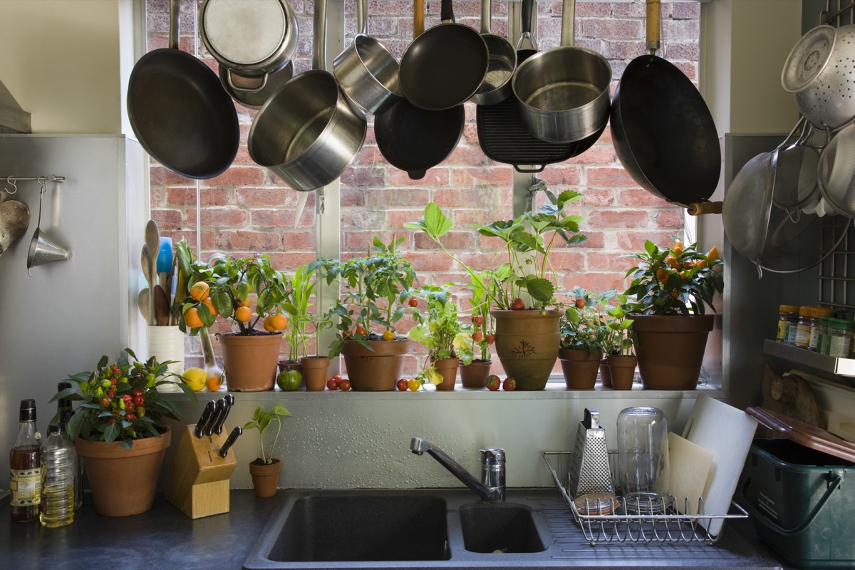 Pots hanging near kitchen window