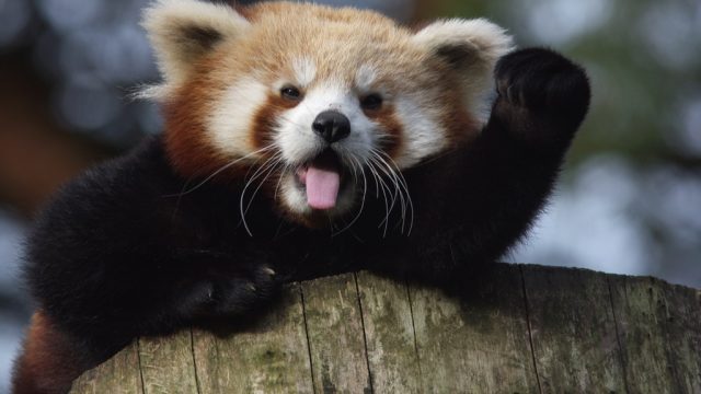 Red panda raising fist