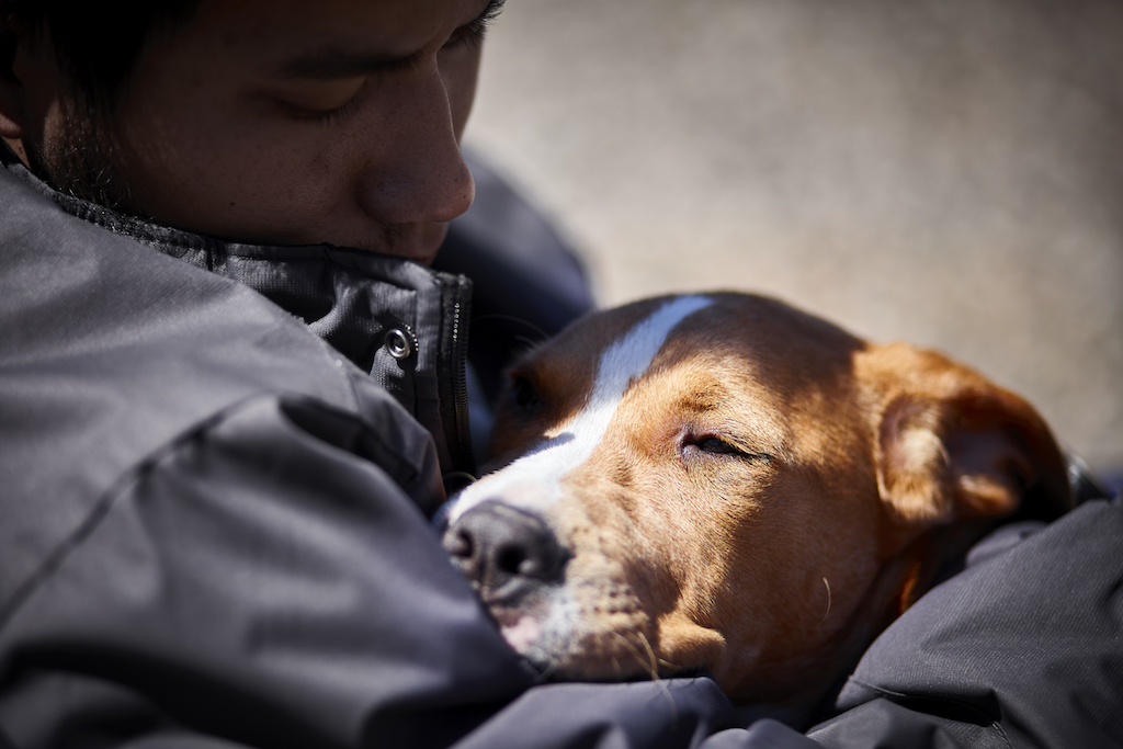 small dogs live longer than big dogs habits linked to a longer life