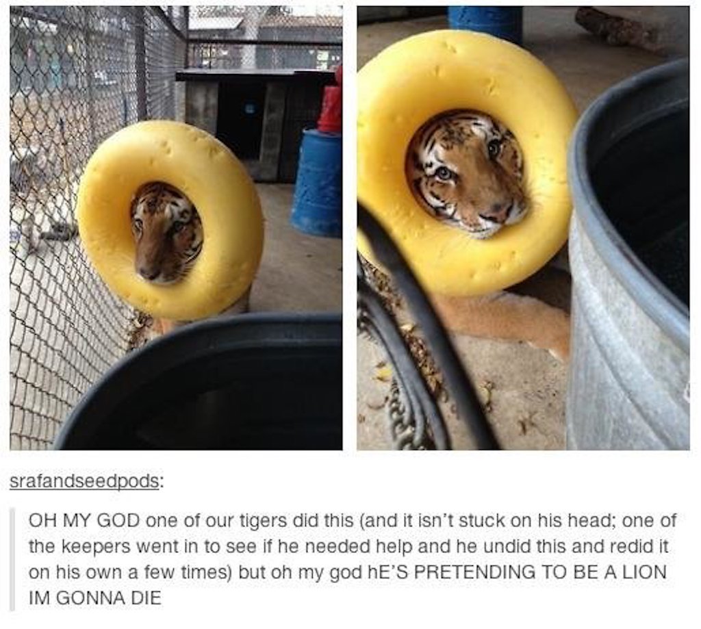 tiger pretending to be lion