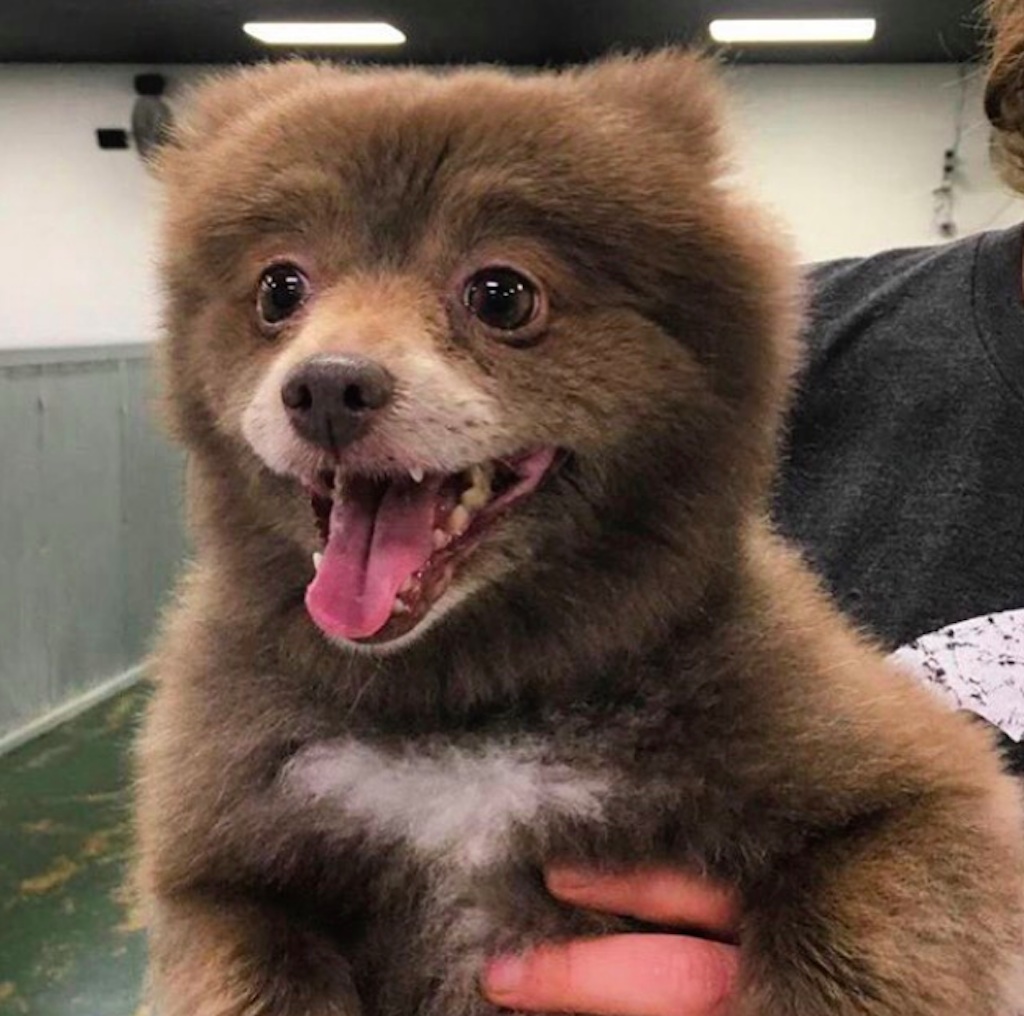 bear dog