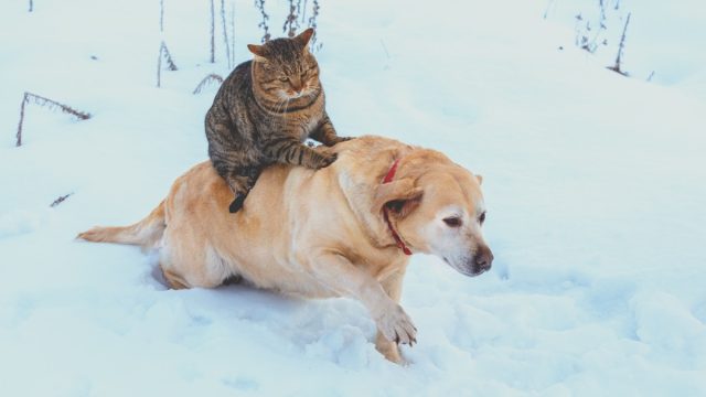 Cat riding on dog's back